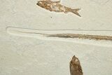 Rare, Fossil Stingray (Heliobatis) With Three Fish - Wyoming #240369-2